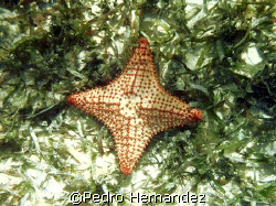 Cushion Sea Star With Four legs only,Cayo Santiago Humaca... by Pedro Hernandez 